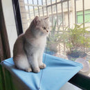 Rede Suspensa para Gatos 😻— Cama de Janela Confortável e Resistente até 20 kg